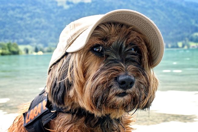 Cane con cappellino in spiaggia sul Lago